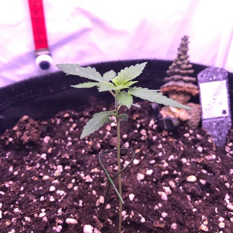 🍦Gelato 41 🍦 growlog timeline photo