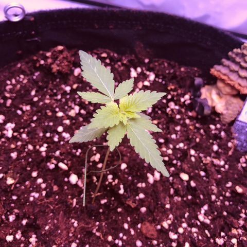 🍦Gelato 41 🍦 growlog timeline photo