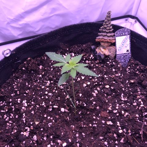 🍦Gelato 41 🍦 growlog timeline photo