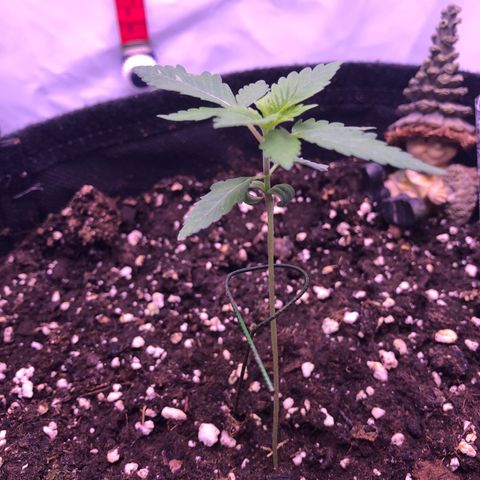 🍦Gelato 41 🍦 growlog timeline photo