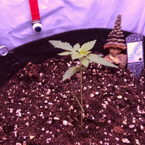 🍦Gelato 41 🍦 growlog timeline photo
