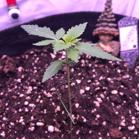 🍦Gelato 41 🍦 growlog timeline photo