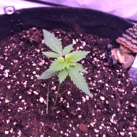 🍦Gelato 41 🍦 growlog timeline photo
