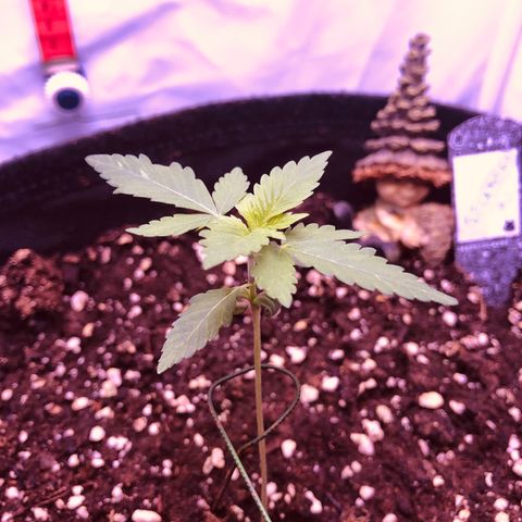 🍦Gelato 41 🍦 growlog timeline photo