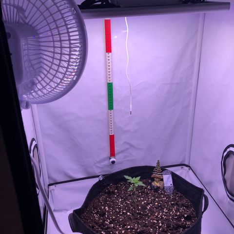🍦Gelato 41 🍦 growlog timeline photo