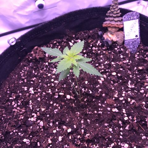 🍦Gelato 41 🍦 growlog timeline photo