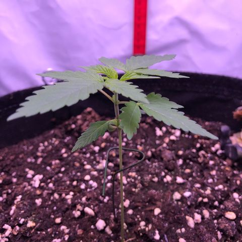 🍦Gelato 41 🍦 growlog timeline photo
