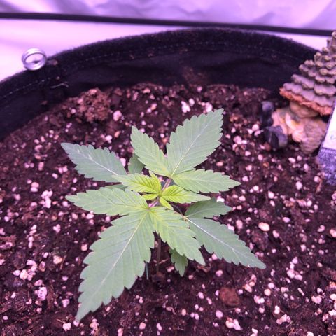 🍦Gelato 41 🍦 growlog timeline photo