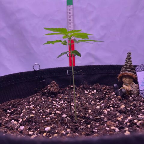 🍦Gelato 41 🍦 growlog timeline photo