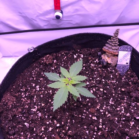 🍦Gelato 41 🍦 growlog timeline photo