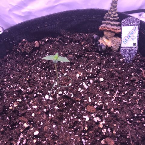🍦Gelato 41 🍦 growlog timeline photo