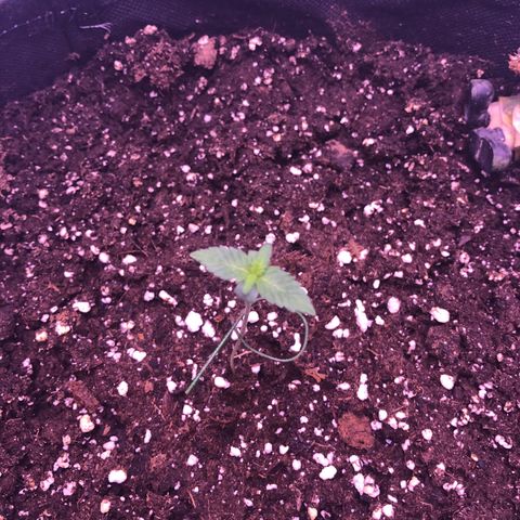 🍦Gelato 41 🍦 growlog timeline photo