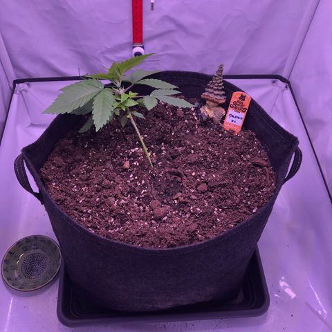 🍦Gelato 41 🍦 growlog timeline photo