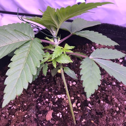 🍦Gelato 41 🍦 growlog timeline photo