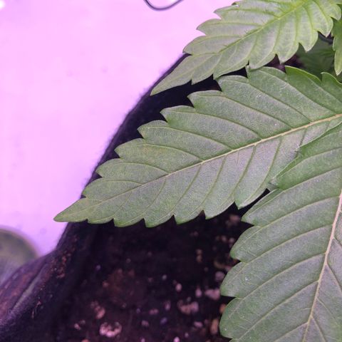 🍦Gelato 41 🍦 growlog timeline photo