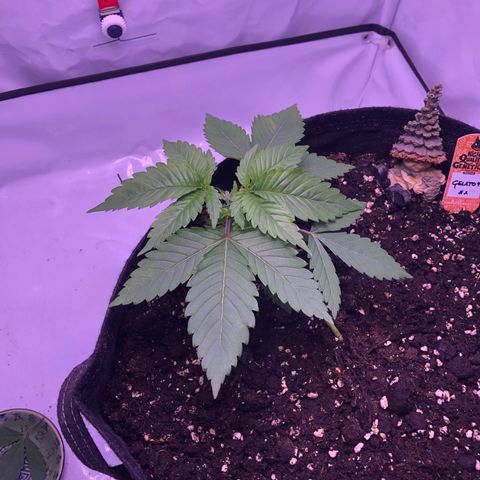 🍦Gelato 41 🍦 growlog timeline photo
