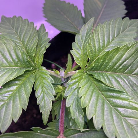 🍦Gelato 41 🍦 growlog timeline photo