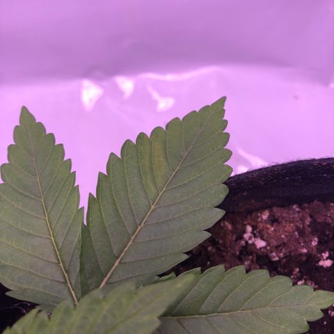 🍦Gelato 41 🍦 growlog timeline photo