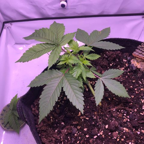 🍦Gelato 41 🍦 growlog timeline photo