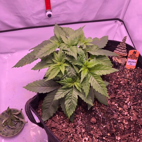 🍦Gelato 41 🍦 growlog timeline photo