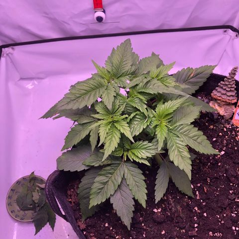 🍦Gelato 41 🍦 growlog timeline photo