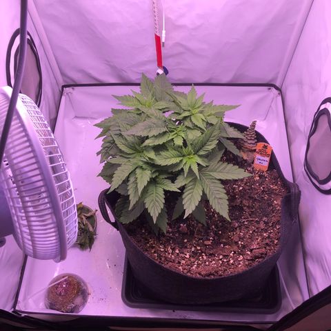 🍦Gelato 41 🍦 growlog timeline photo
