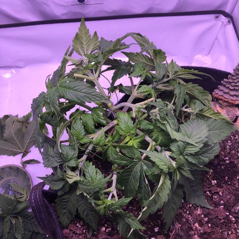 🍦Gelato 41 🍦 growlog timeline photo