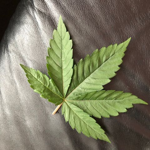 🍦Gelato 41 🍦 growlog timeline photo