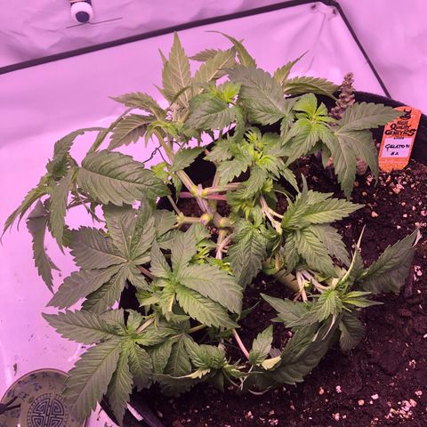 🍦Gelato 41 🍦 growlog timeline photo