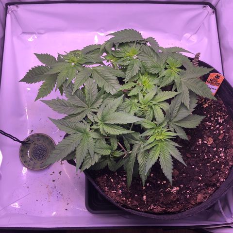 🍦Gelato 41 🍦 growlog timeline photo