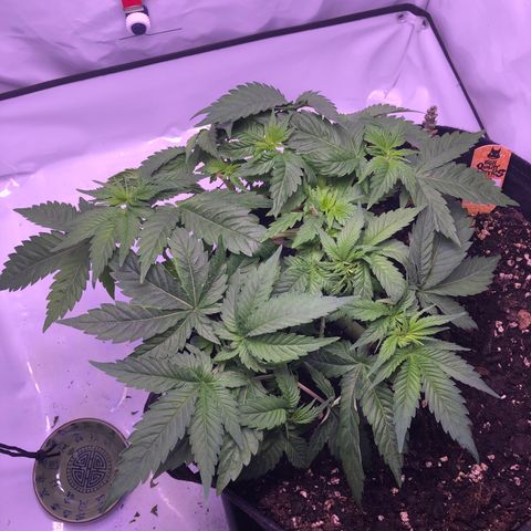 🍦Gelato 41 🍦 growlog timeline photo