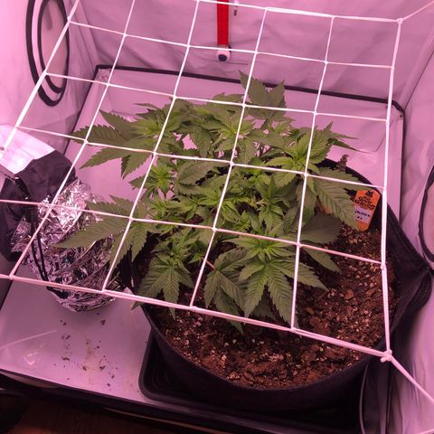 🍦Gelato 41 🍦 growlog timeline photo