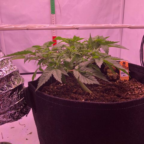🍦Gelato 41 🍦 growlog timeline photo