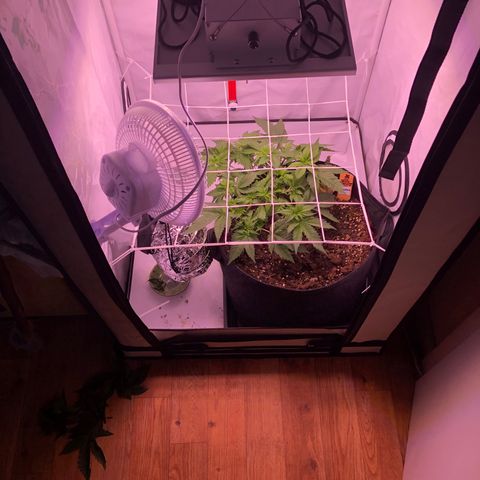 🍦Gelato 41 🍦 growlog timeline photo