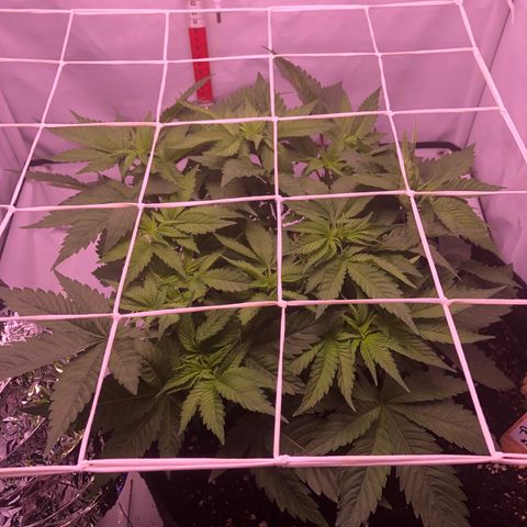 🍦Gelato 41 🍦 growlog timeline photo