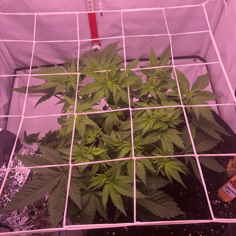 🍦Gelato 41 🍦 growlog timeline photo