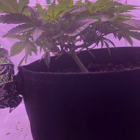 🍦Gelato 41 🍦 growlog timeline photo
