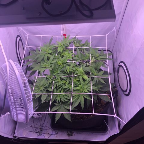 🍦Gelato 41 🍦 growlog timeline photo