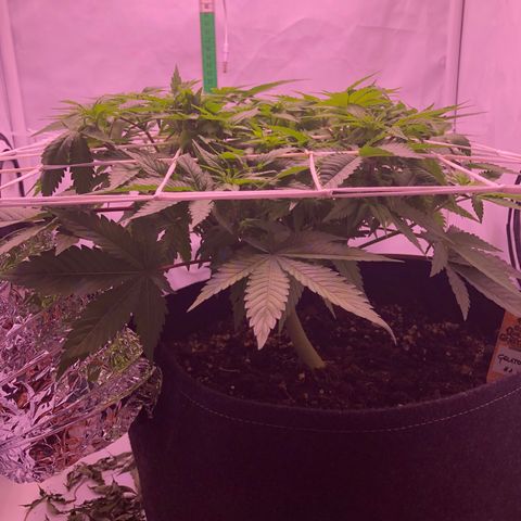 🍦Gelato 41 🍦 growlog timeline photo