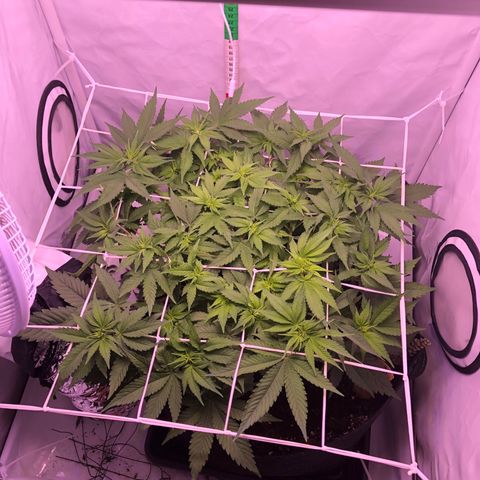 🍦Gelato 41 🍦 growlog timeline photo
