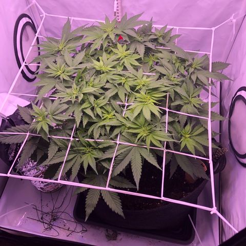 🍦Gelato 41 🍦 growlog timeline photo