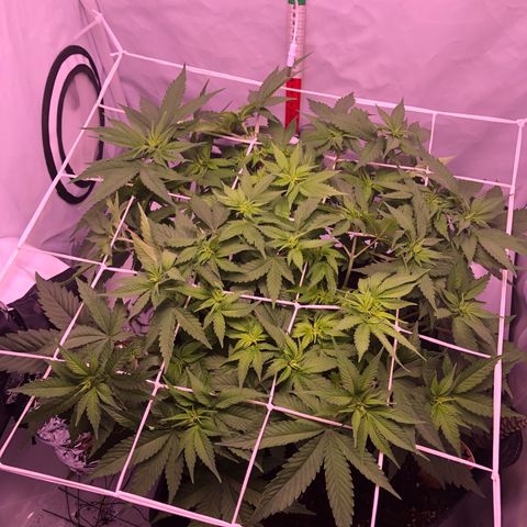 🍦Gelato 41 🍦 growlog timeline photo
