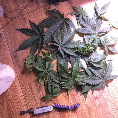 🍦Gelato 41 🍦 growlog timeline photo
