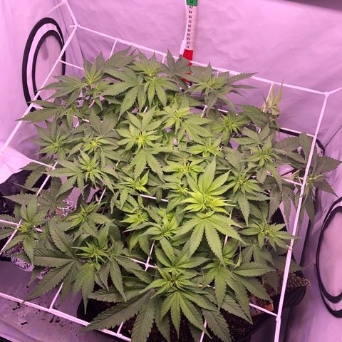 🍦Gelato 41 🍦 growlog timeline photo