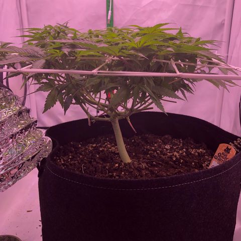 🍦Gelato 41 🍦 growlog timeline photo