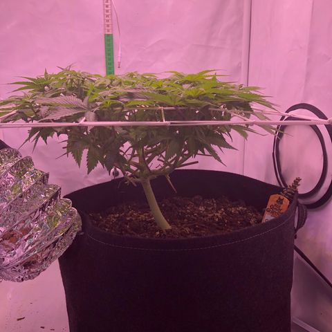 🍦Gelato 41 🍦 growlog timeline photo