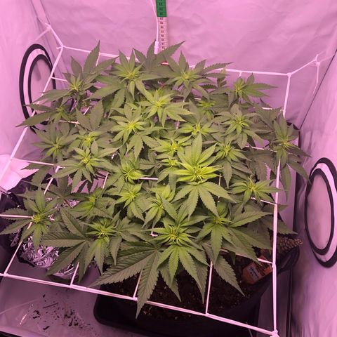 🍦Gelato 41 🍦 growlog timeline photo