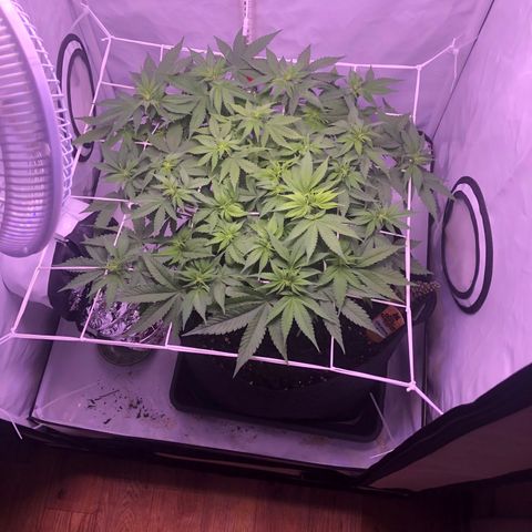 🍦Gelato 41 🍦 growlog timeline photo