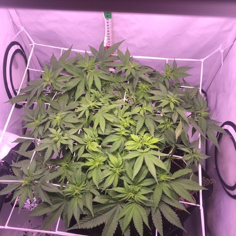 🍦Gelato 41 🍦 growlog timeline photo