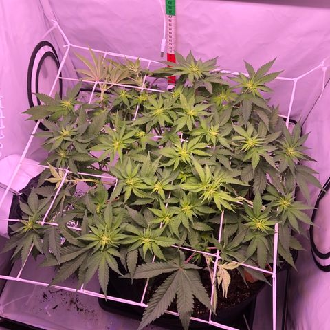 🍦Gelato 41 🍦 growlog timeline photo